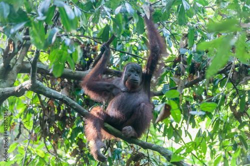 orangutans or pongo pygmaeus is the only asian great found on the island of Borneo and Sumatra © Yusnizam Yusof