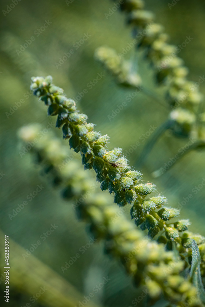 Naklejka premium flower