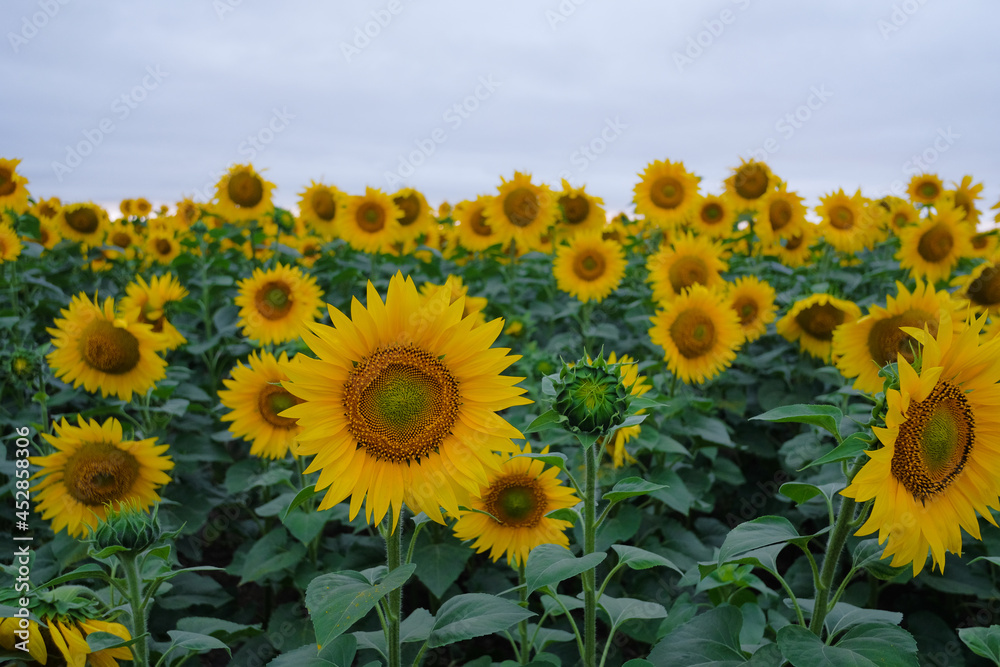 Fototapeta premium Close up. Beautiful sunflowers in field at sunset.