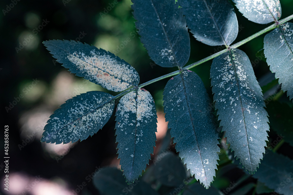 frost on leaf frost on leaf