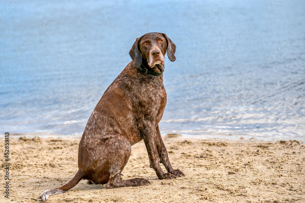 German Short haired Pointer, GSP dog sits on the beach of a lake during a summer day. He looks at the camera, water in background