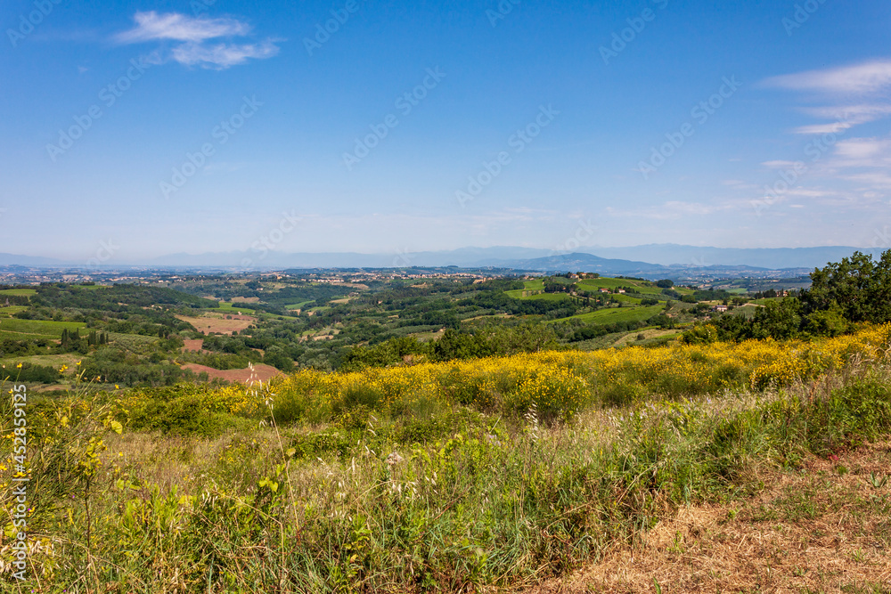 Fototapeta premium yellow flowers on the hills of the Valdelsa (or Val d'Elsa), near Certaldo, in Tuscany