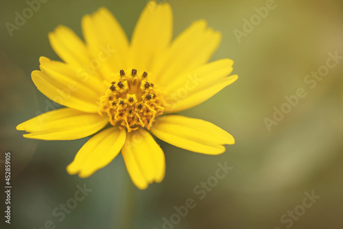 Nature view of singapore daisy on blur background in garden with copy space using as yellow flower background