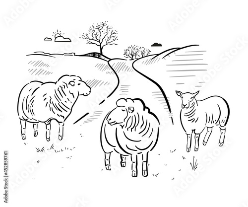 Herd of sheep in pasture near the farm. Landscape of Europe with hills and animals. Vector hand drawn illustration.