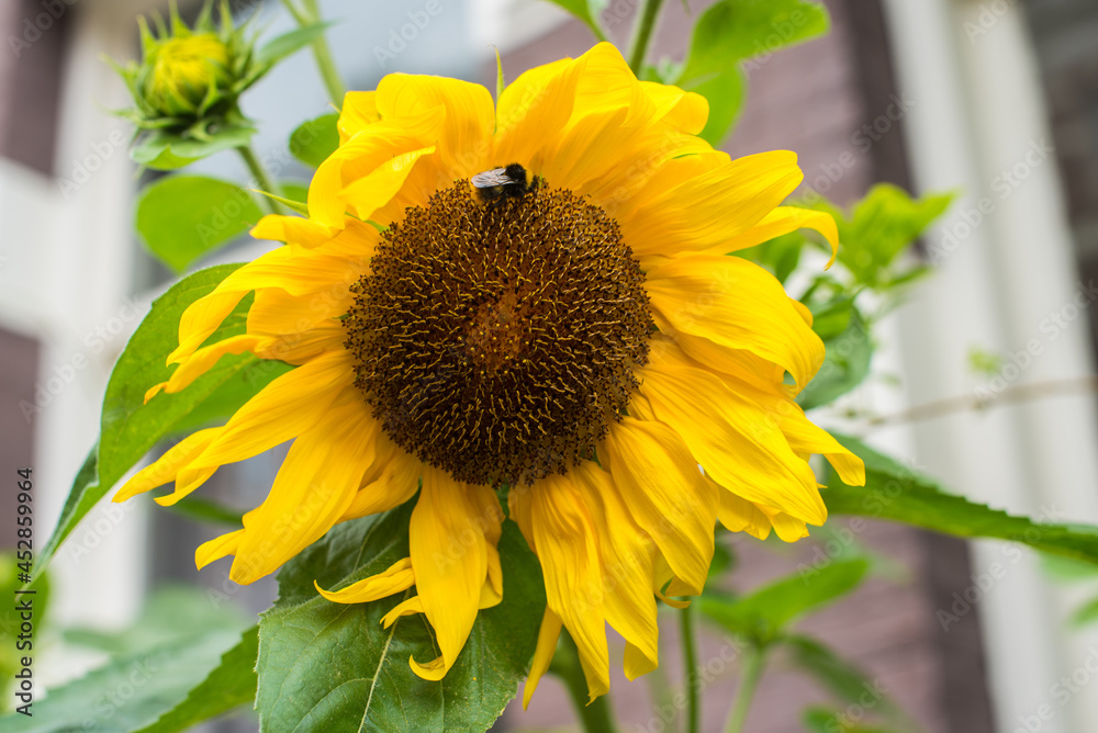 Naklejka premium sunflower and bee in the garden 