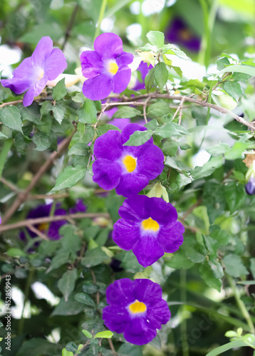 Thunbergia erecta colorful flowers or  purple bush clock vine   bloom row hanging on branch of tree in garden background photo