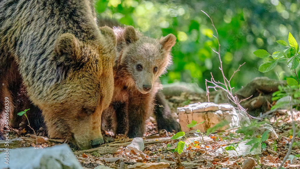 Naklejka premium Bär
