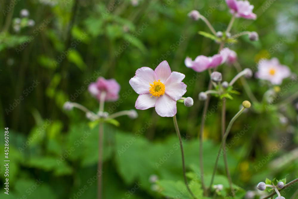 pink flowers in the garden pink flowers in the garden