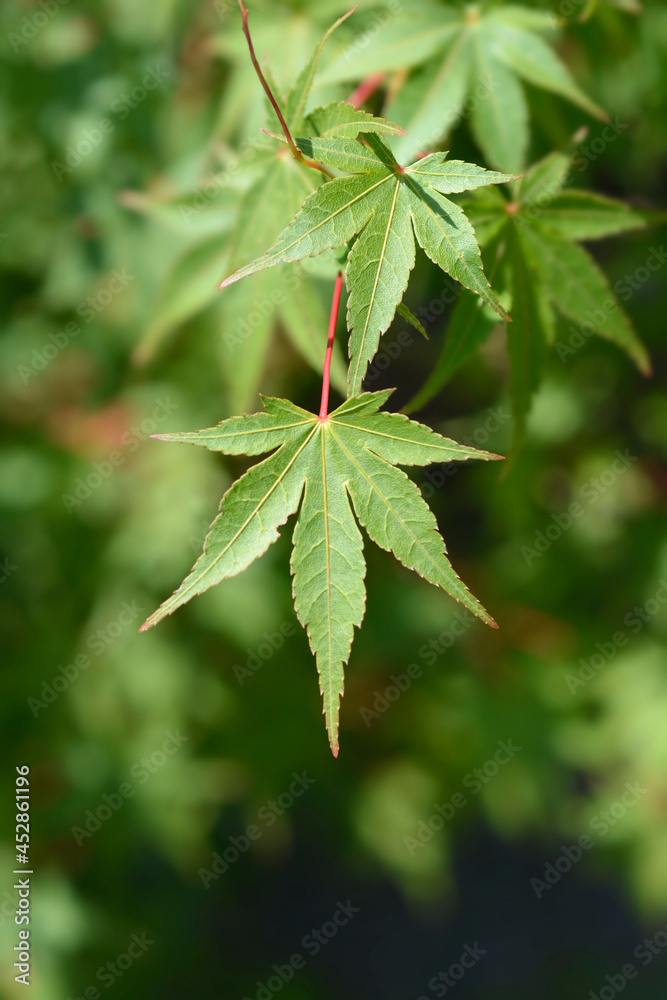 Japanese Maple Japanese Maple