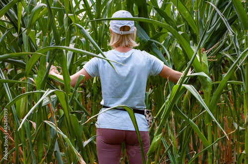 a woman standing in a cornfield and spreading corn stalks to the sides