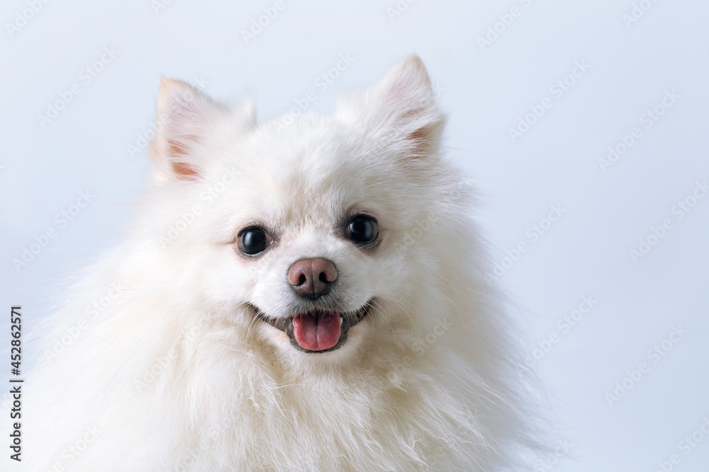 portrait of a beautiful cute white Spitz dog with tongue on a light background with copy space