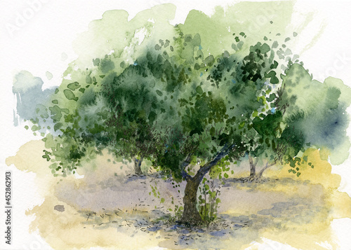 Vászonkép Watercolor landscape with olive trees. Greek olive grove.