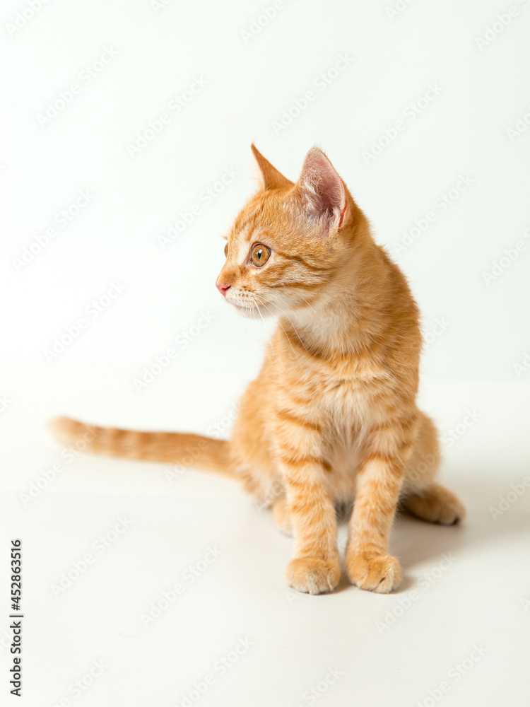 Obraz premium Cute red kitten on a white background. Playful and funny pet. Copy space.