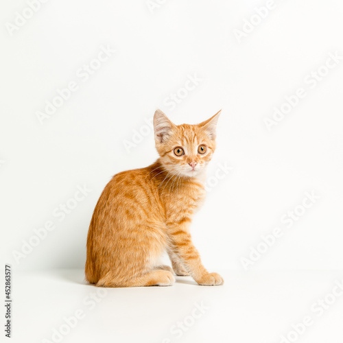 Fototapeta Naklejka Na Ścianę i Meble -  Cute red kitten on a white background. Playful and funny pet. Copy space.