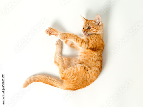 Cute red kitten on a white background. Playful and funny pet. Copy space. photo