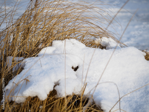 faded grass covered with frsh snow in a sunny winter day photo