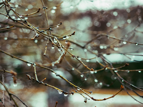 Tree Branches and tiny twigs With Rain Drops in a gray autumn day