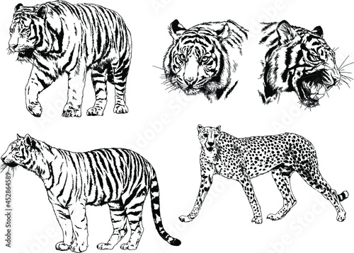 vector drawings sketches different predator , tigers lions cheetahs and leopards are drawn in ink by hand , objects with no background