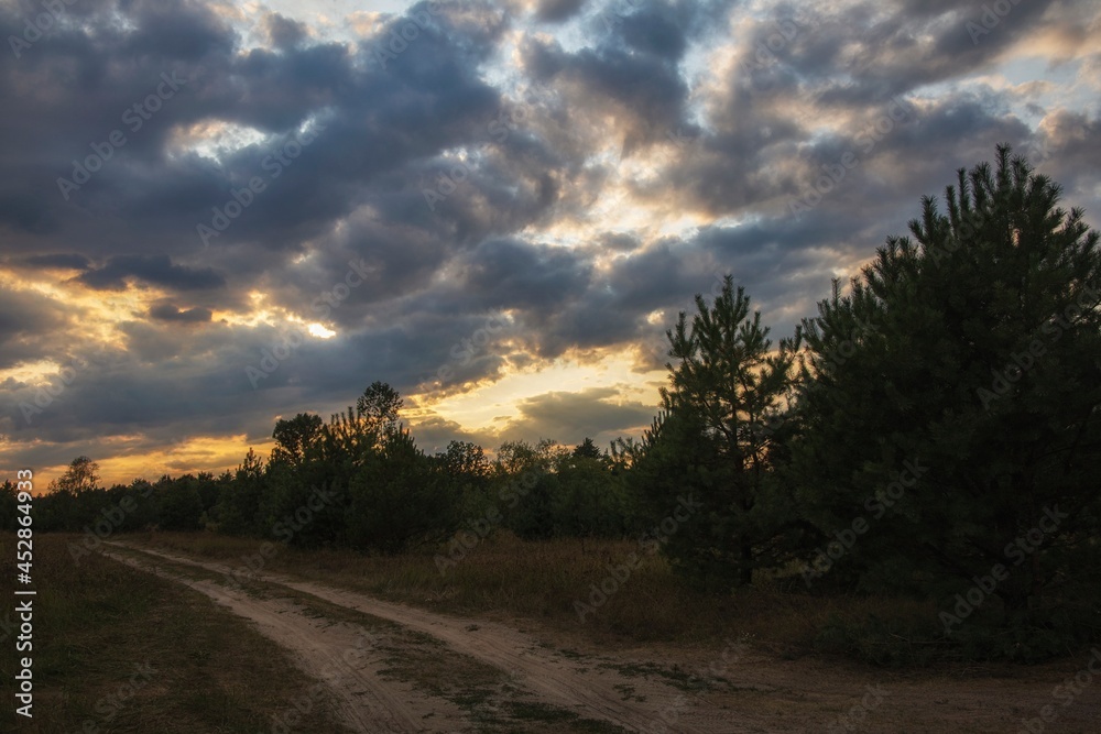 Summer sunset in the young pine forest Summer sunset in the young pine forest