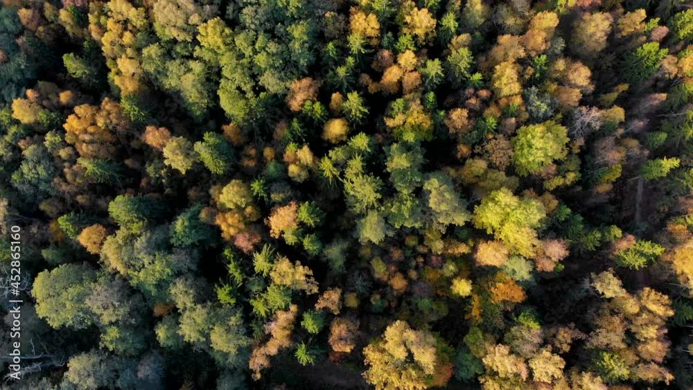 Autumn Colourful Forest From Above, Captured with Drone. Fall Orange, Green, Yellow, Red Leaves Trees Woods. Aerial View Flying Above Stunning Colorful Treetops with Bright Leaves on Sunny Day. Autumn Colourful Forest From Above, Captured with Drone. Fall Orange, Green, Yellow, Red Leaves Trees Woods. Aerial View Flying Above Stunning Colorful Treetops with Bright Leaves on Sunny Day.