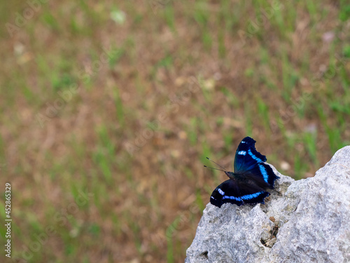 Black and blue butterfly in Fukushuen garden, Okinawa, Japan photo