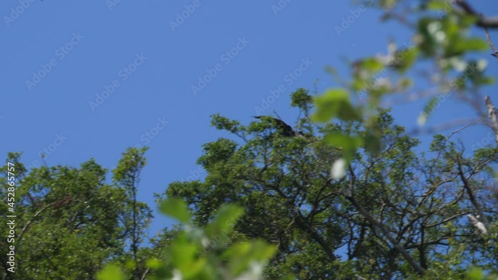Slow Motion. Birds Geese Flying in Formation, Blue Sky. Migrating Greater Cormorant Birds Flying in Formation. Slow Motion. Birds Geese Flying in Formation, Blue Sky. Migrating Greater Cormorant Birds Flying in Formation.