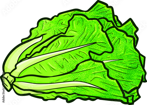 Yummy fresh romaine lettuce for kitchen suppiles