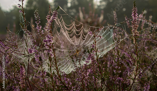 Spider web in dew on heather
