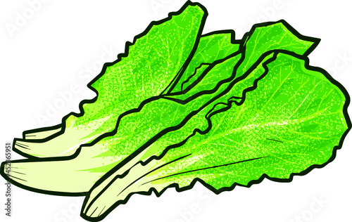 Four pieces of fresh romaine lettuce in cartoon style