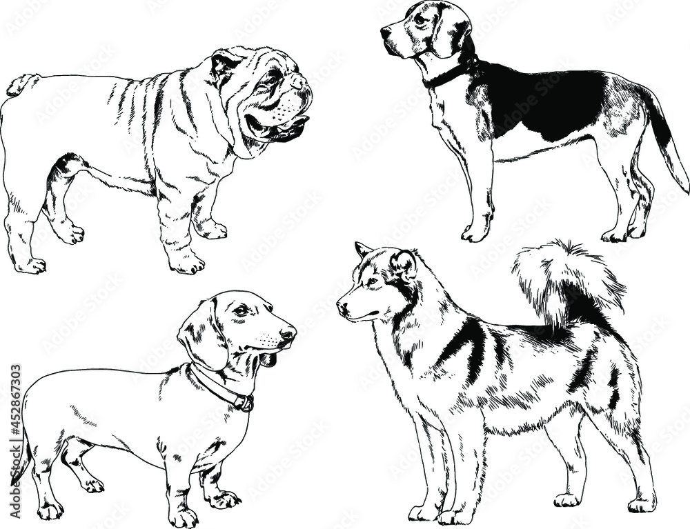 vector drawings sketches pedigree dogs and cats  drawn in ink by hand , objects with no background