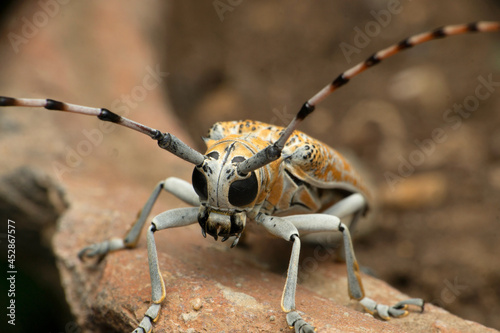 Horn beetle, Eburia species, Satara, Maharashtra, India © RealityImages