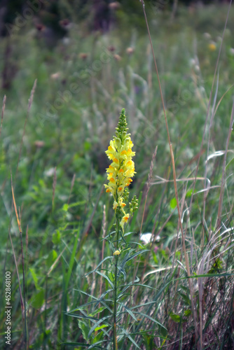 donnik, flower 