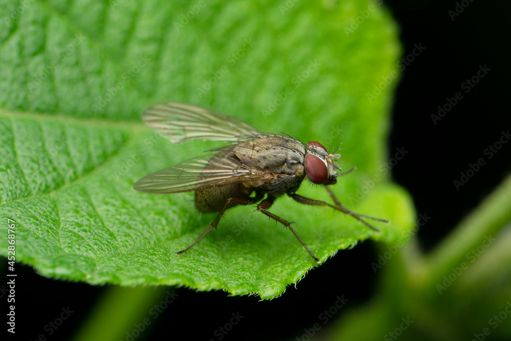 Fototapeta premium Sarcophagidae are a family of flies commonly known as flesh flies, Satara, Maharashtra, India