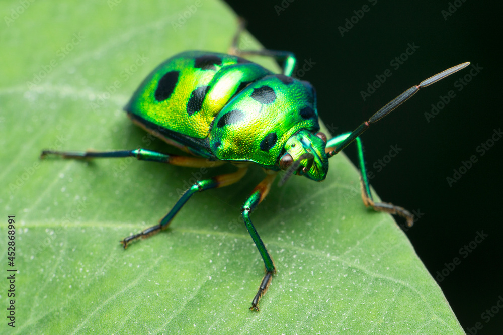Green jewel bug, Scutiphora pedicellata, satara maharashtrab india Green jewel bug, Scutiphora pedicellata, satara maharashtrab india