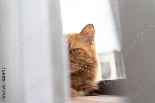 窓辺の猫 茶トラ猫