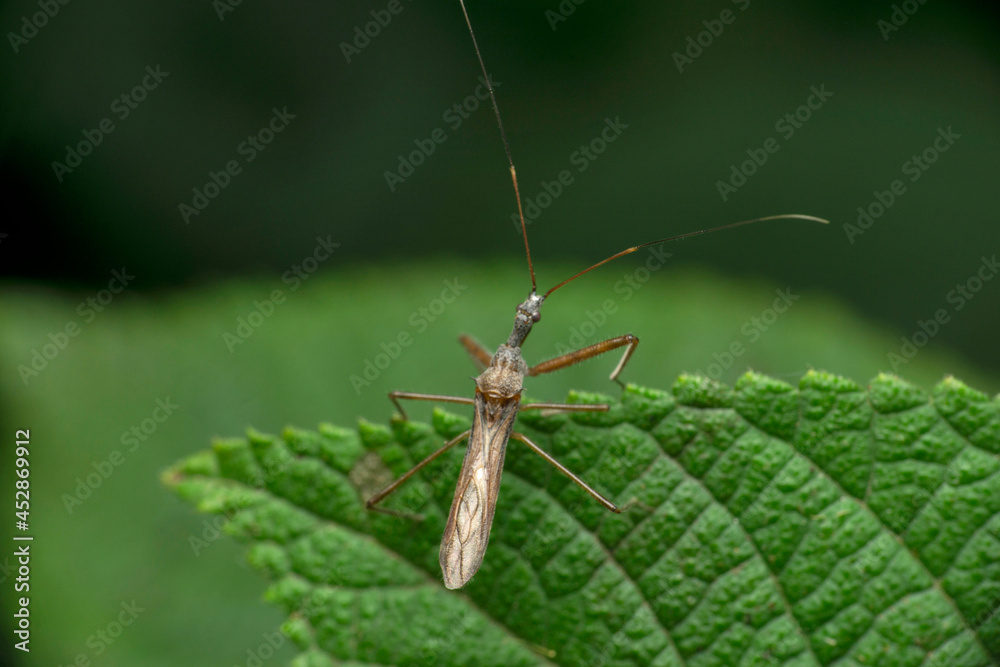 Slender orange bug with long antennae and legs - an Assassin bug - Doldina interjungens, satara mharashtra india Slender orange bug with long antennae and legs - an Assassin bug - Doldina interjungens, satara mharashtra india