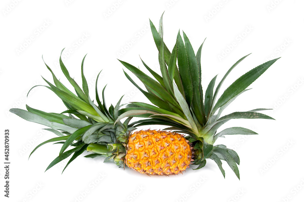Pineapple (Ananas comosus) isolated on white background.