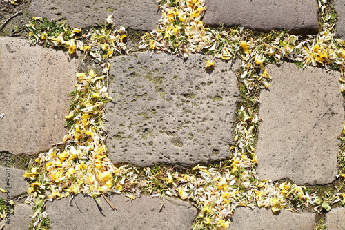 Kopfsteinpflaster, Pflastersteine mit gelben Blütenblättern, Deutschland photo