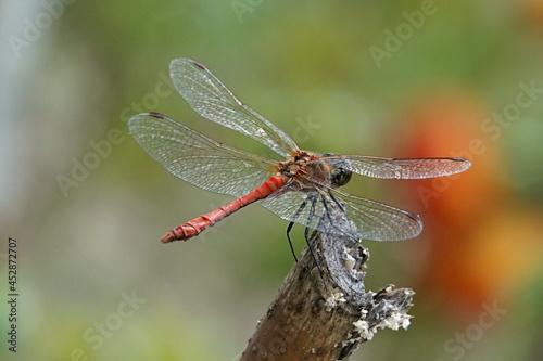 Dragonfly on a branch in bright sunlight.The picture of a vary beautiful dragonfly grasshopper .The colors on dragonfly were very beautiful.