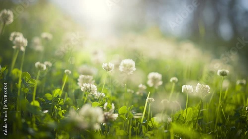 White clover flowers and grass field and morning summer sun