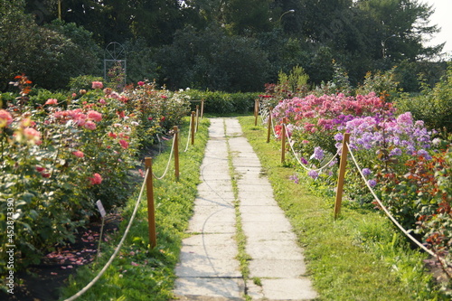 flowers in the garden