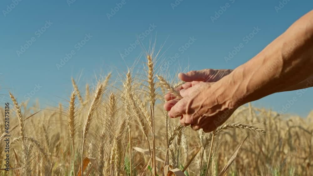 Close-up of the hands of a male farmer, a farmer takes an ear of wheat, checks the quality of wheat before harvesting in a wheat field. Close-up of the hands of a male farmer, a farmer takes an ear of wheat, checks the quality of wheat before harvesting in a wheat field.