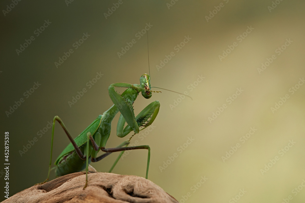 Praying mantis on a green background. The insect hunts, eat. Praying mantis on a green background. The insect hunts, eat.