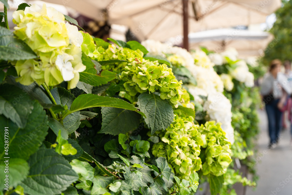 Hydrangea bushes in white and green. Decoration of a street veranda of a cafe in the city. Hydrangea bushes in white and green. Decoration of a street veranda of a cafe in the city.