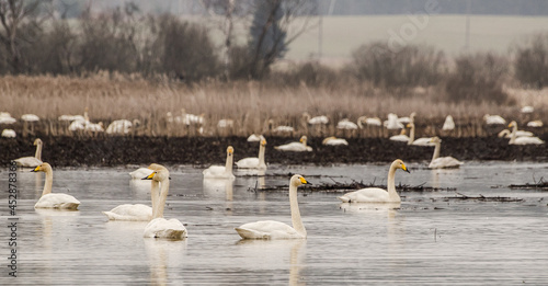 Many swans gather in the pond on a spring day. photo