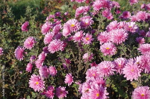 Numerous of pink flowers of Chrysanthemums in mid November