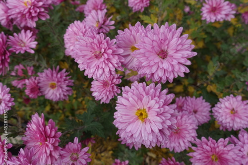 Pastel pink double flowers of Chrysanthemums in November