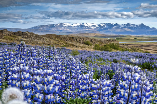 field of Lupin flowers in Iceland