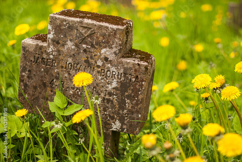 Cemetery of German soldiers with stone crosses. Spring day with flowering dandelions. photo