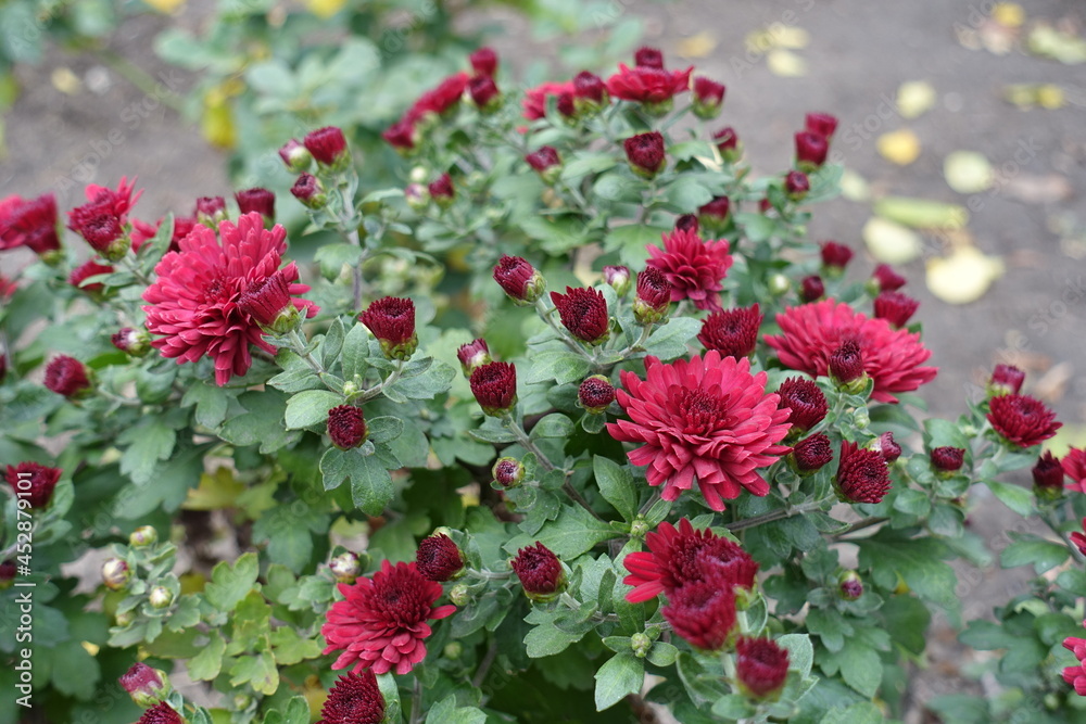 Green leaves, buds and red flowers of Chrysanthemums in October